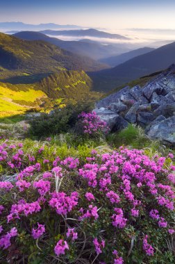 dağ çayır çiçekler 