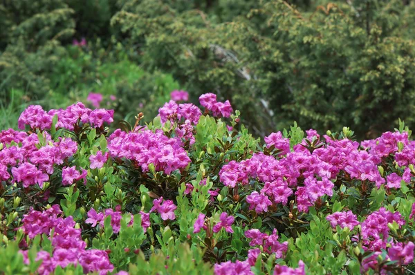 Blooming rhododendron bush — Stock Photo, Image
