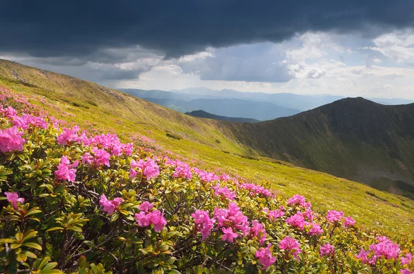 Flores en las montañas —  Fotos de Stock