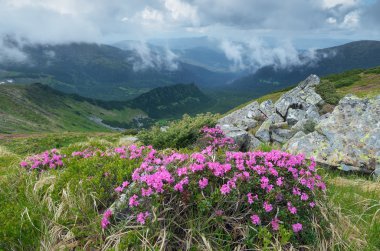 Flowering shrub rhododendron in mountains 