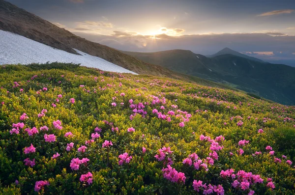 Summer flowers in the mountains at sunset — Stock Photo, Image