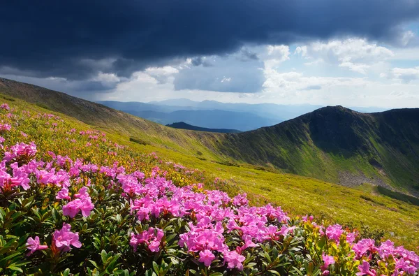 花盛开在山上的草地 — 图库照片
