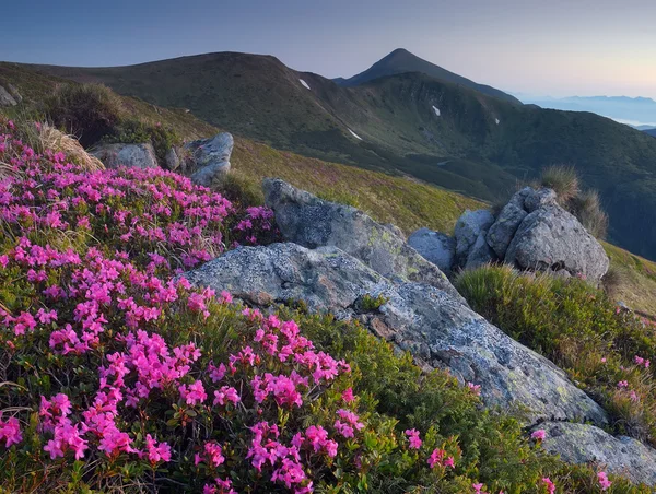 Flores de pradera en las montañas — Foto de Stock