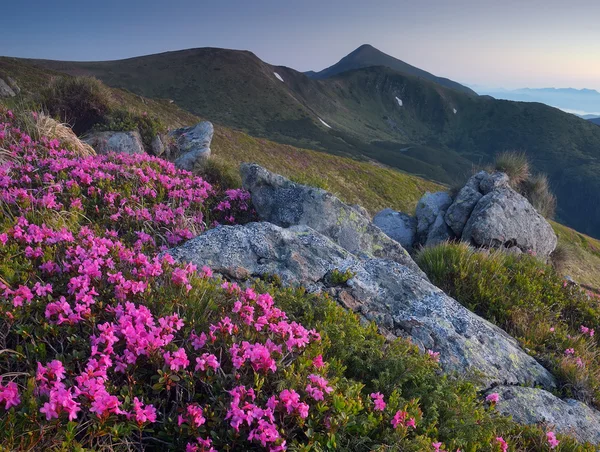 Weide bloemen in de bergen — Stockfoto