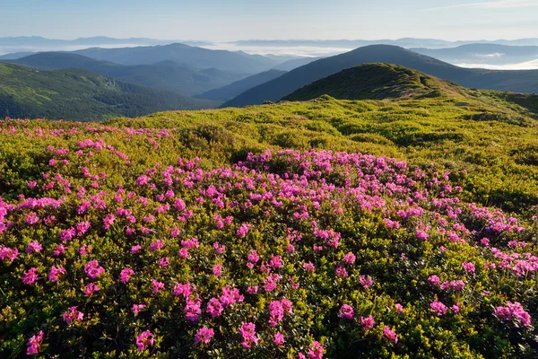 山中 glade 咲いたシャクナゲ — ストック写真