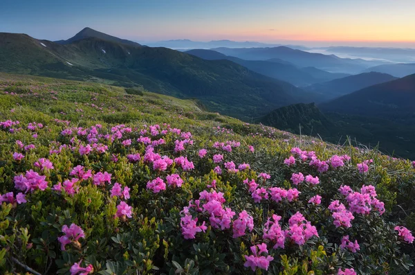 Rhododendron blooming meadow in the mountains — Stock Photo, Image