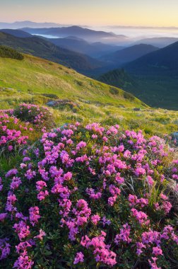 dağ çayır çiçekler 