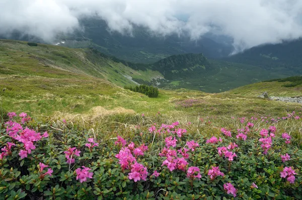 Flores nas montanhas nublado dia — Fotografia de Stock
