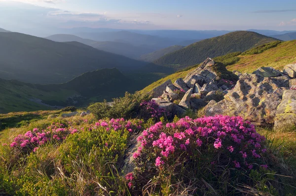 Letní květy v horách — Stock fotografie