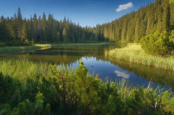 Lake in a mountain forest. Carpathian mountains — Stock Photo, Image