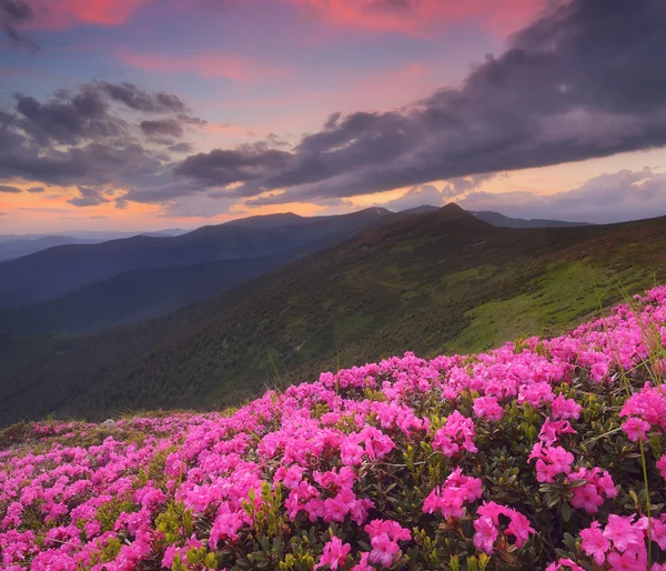 Rhododendron květiny v horách — Stock fotografie