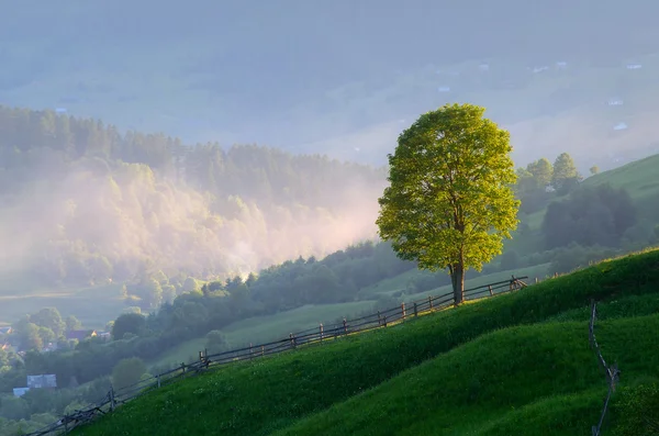 Albero solitario in un villaggio di montagna — Foto Stock