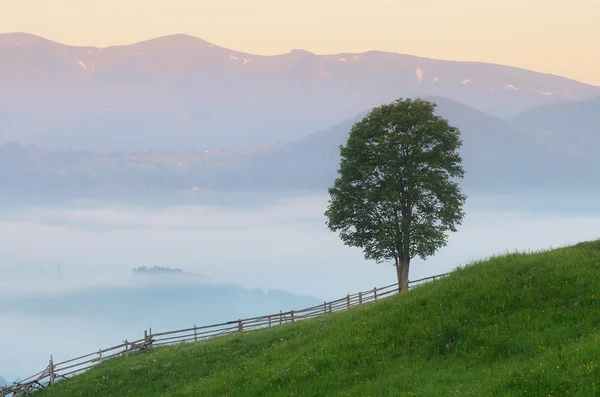 's morgens in het dorp landschap met eenzame boom — Stockfoto