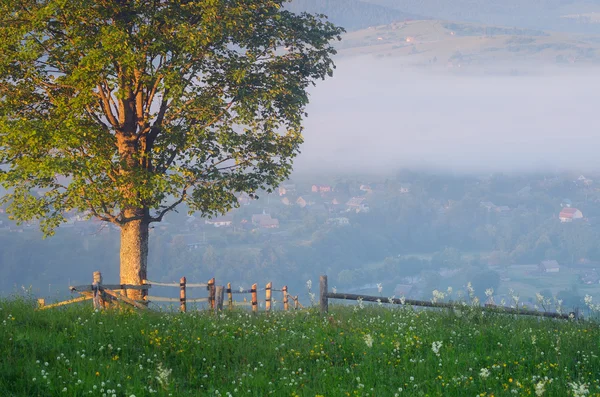 Albero solitario su una collina — Foto Stock