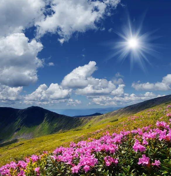 花盛开在山上的草地 — 图库照片