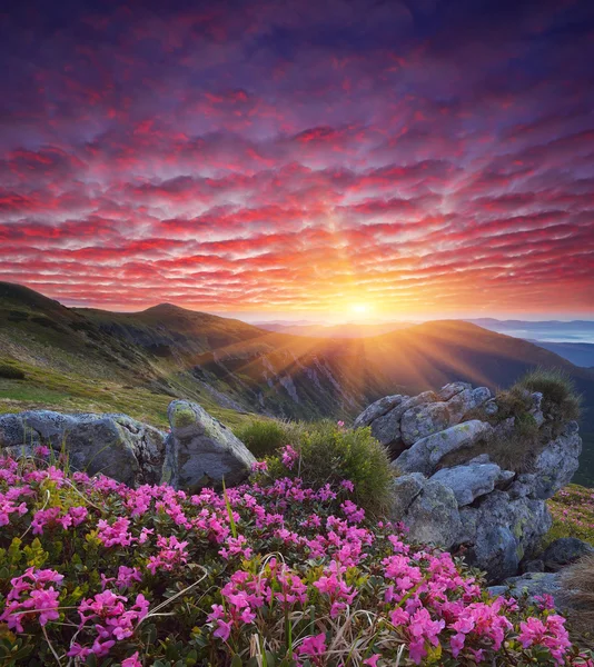 Amanecer con flores en las montañas — Foto de Stock