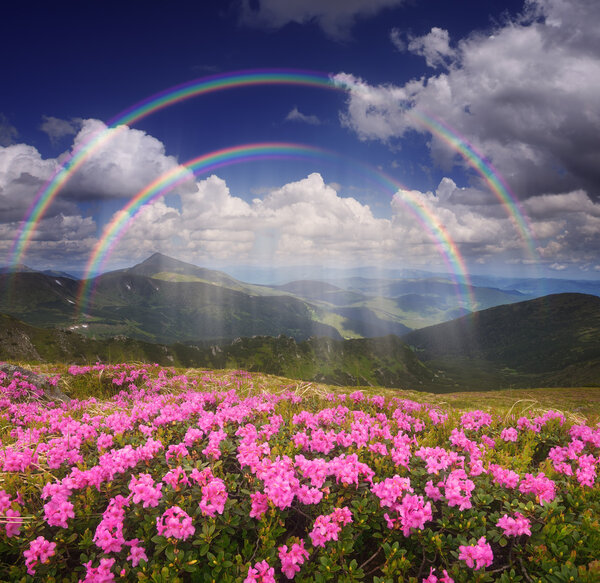 Rainbow over the mountain flowers 