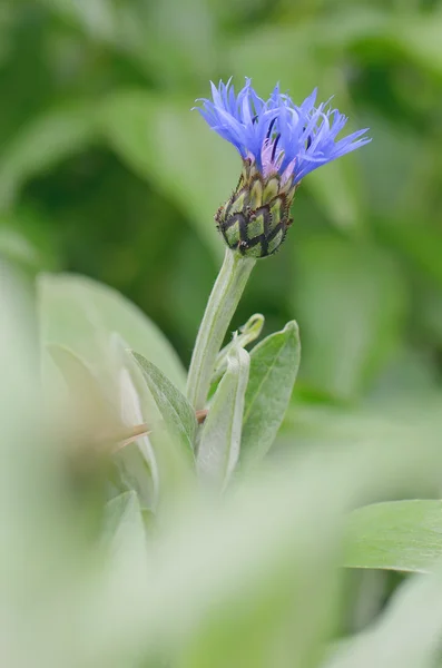 Flower blue — Stock Photo, Image