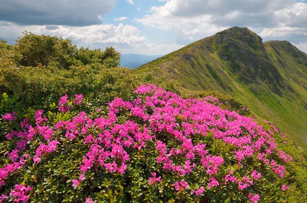 Flores de rododendros — Fotografia de Stock