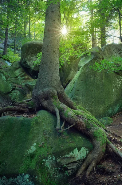 Floresta das fadas — Fotografia de Stock