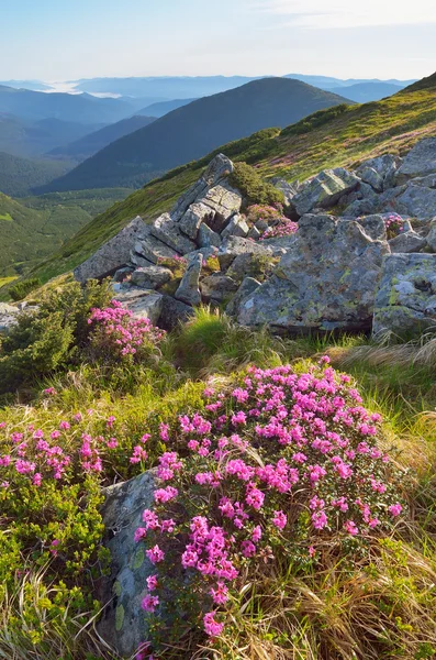 Bergblumen — Stockfoto