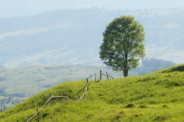 Árvore sobre colina — Fotografia de Stock