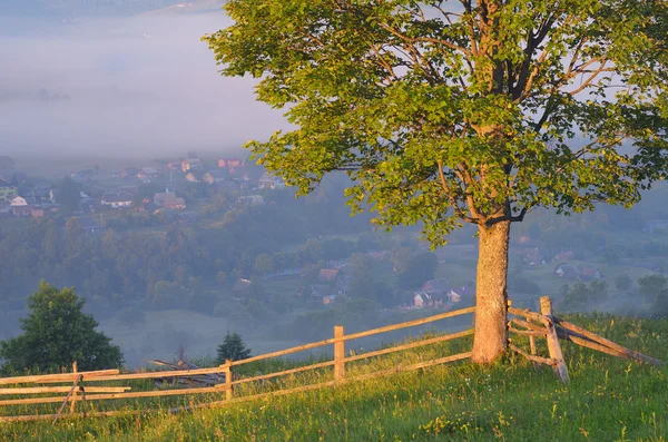 Tree and fence — Stock Photo, Image