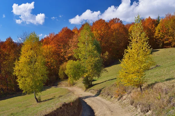 Sonbahar ormanında yol — Stok fotoğraf