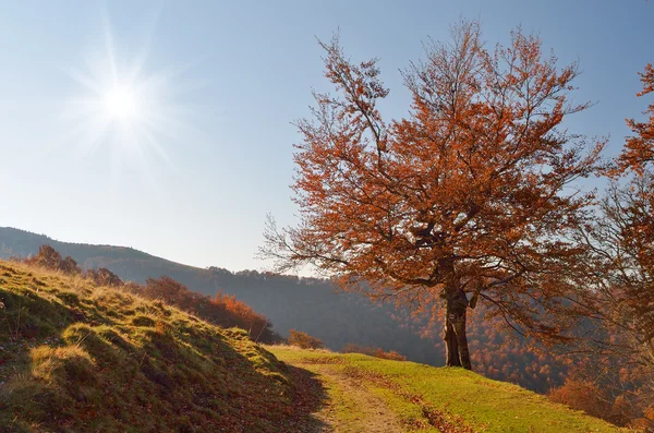 Väg i höstskogen — Stockfoto