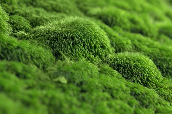 Green moss on stone — Stock Photo, Image