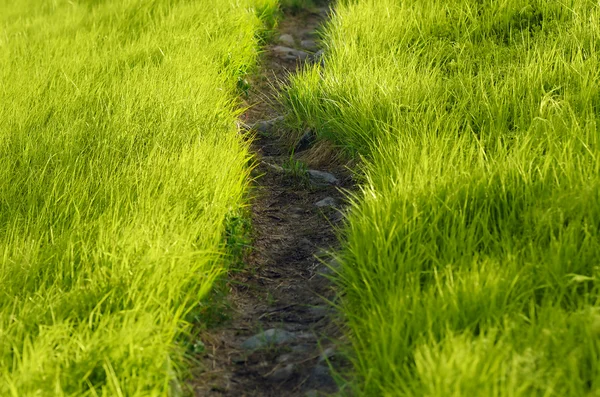 Sökväg i gräset — Stockfoto