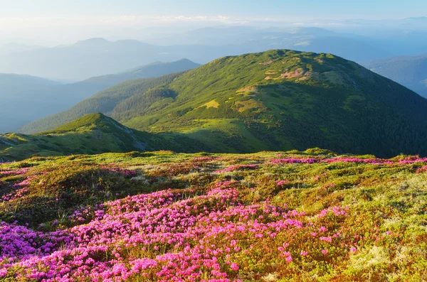 Blooming rhododendron in mountains — Stock Photo, Image