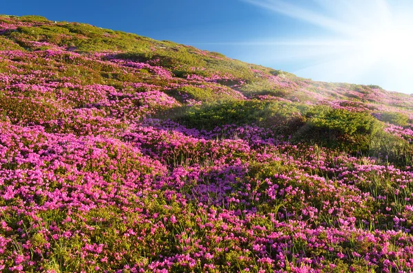 Rhododendron en fleurs dans les montagnes — Photo