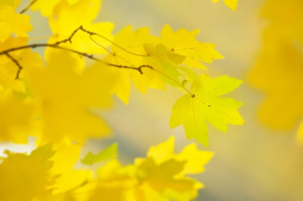 Folhas de outono em um ramo — Fotografia de Stock