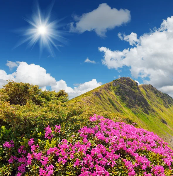 Квіти рододендрона в горах — стокове фото