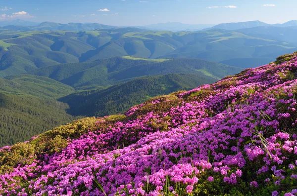 Flowering hillsides — Stock Photo, Image