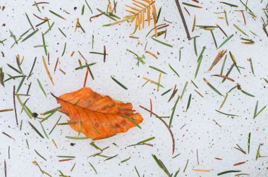 sonbahar yaprak buz üstünde