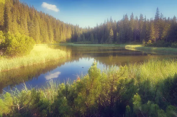 산 숲에서 호수 — 스톡 사진