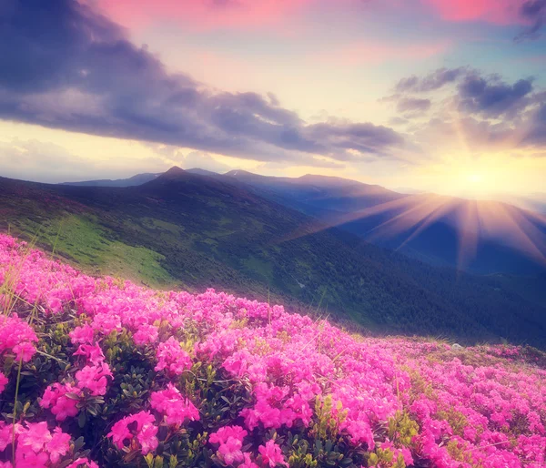 Rhododendronblüten in den Bergen — Stockfoto