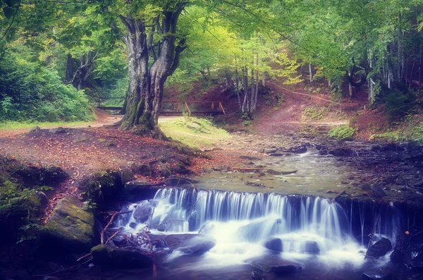 Kaskada rzeki w lesie — Zdjęcie stockowe