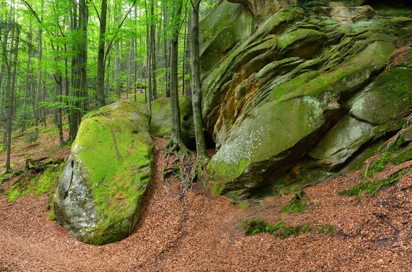 Pohádkový les — Stock fotografie