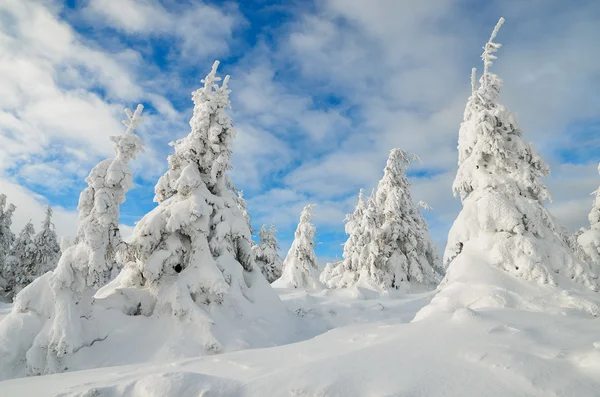 Vintern skogen under snö — Stockfoto