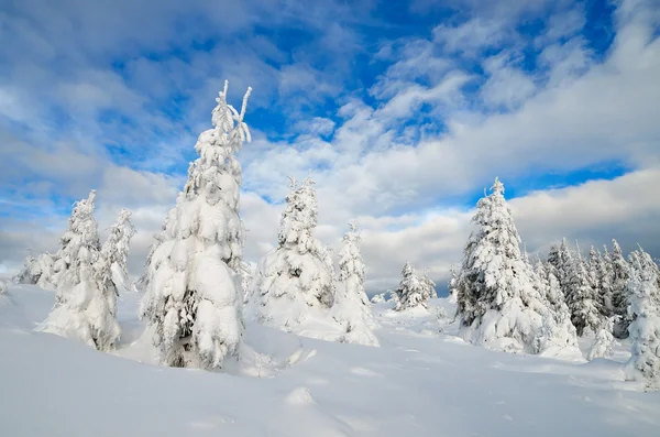 雪で冬の森 — ストック写真