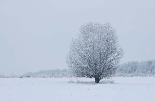 Одинокое дерево в поле — стоковое фото