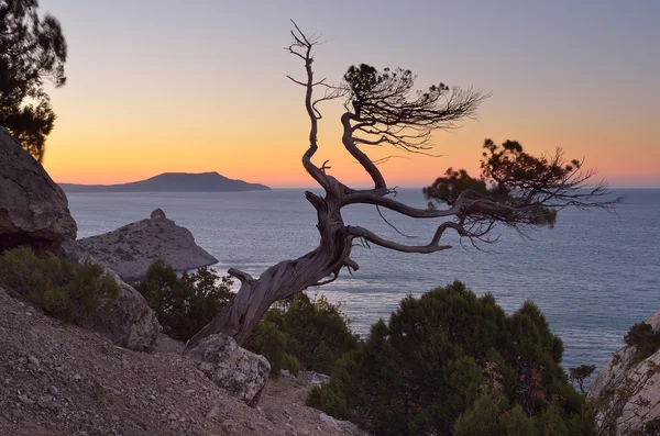 Baum auf einem Felsen — Stockfoto