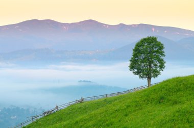 sabah yalnız ağaçlı Köyü peyzaj 