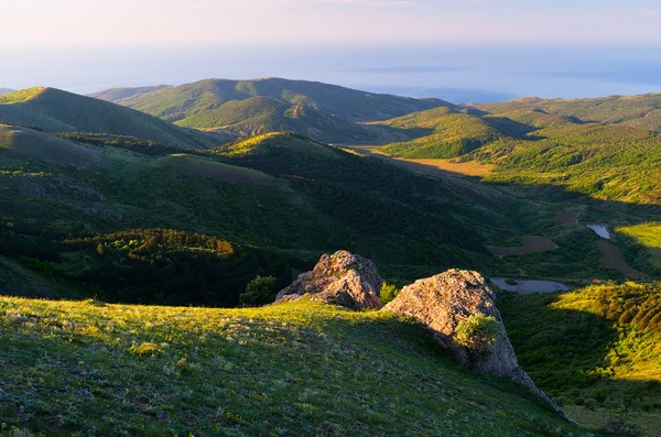 针叶林在山岗上， — 图库照片