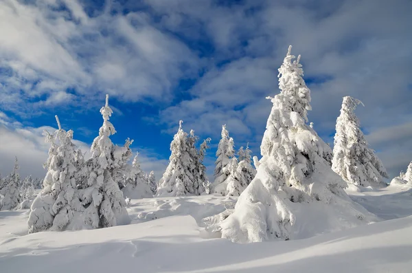 Winter landscape with mountain forest — Stock Photo, Image