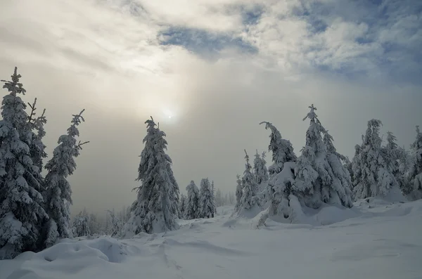 Winterlandschaft mit Bergwald — Stockfoto