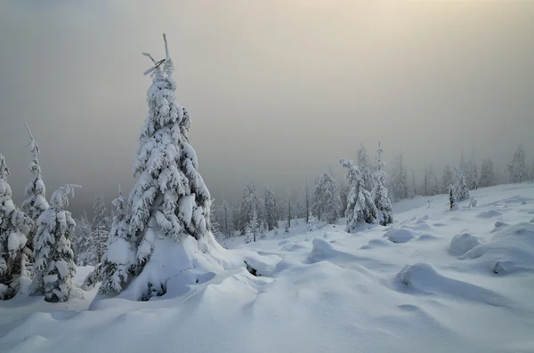 Winterlandschap met bergbos — Stockfoto